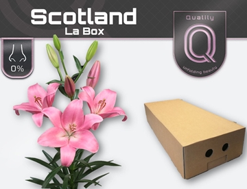 Lilium La Scotland 80cm 5/7bl