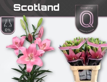 Lilium La Scotland 80cm 5/7bl