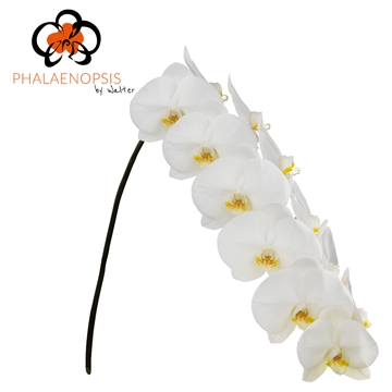 Phalaenopsis Maliha 80cm 9/12bl