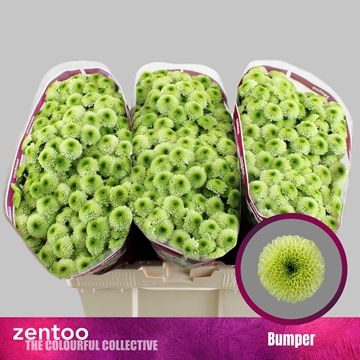 Chrysanthemum Santini Bumper