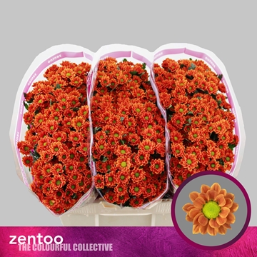 Chrysanthemum Santini Insta