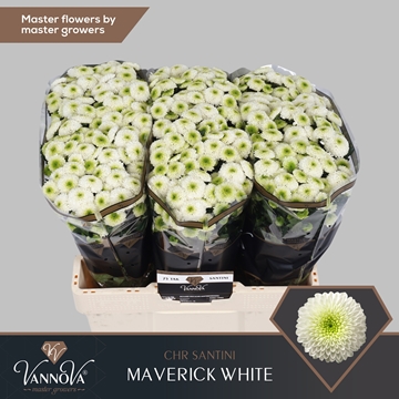 Chrysanthemum Santini Maverick White