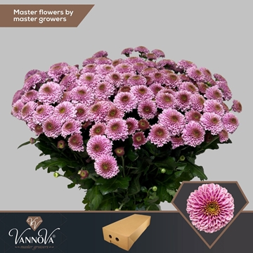 Chrysanthemum Santini Doria Pink