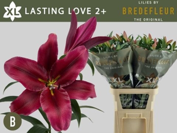 Li Ot Lasting Love 80cm 2/4bl