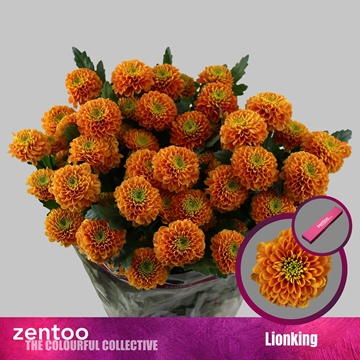 Chr T Lionking 90gram