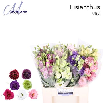 Lisianthus Double Mixed In Bucket 60cm
