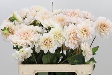 Dahl Dezign Blus Whi 60cm