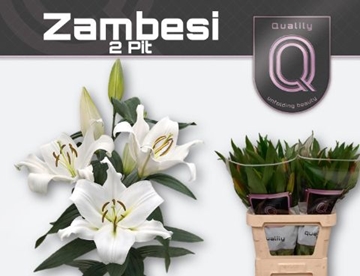 Lilium Ot Zambesi 80cm 2/4bl