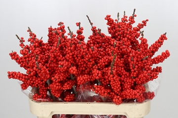 Ilex Brit Buys 80cm