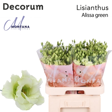 Lisianthus Double Alissa Green 70cm