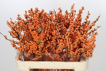 Ilex Winter Gold 80cm