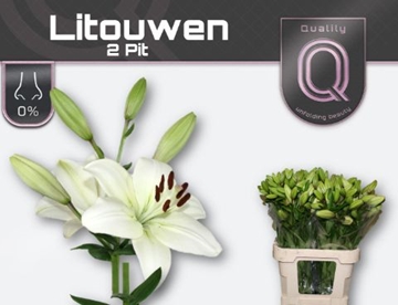 Lilium La Litouwen 80cm 2/4bl