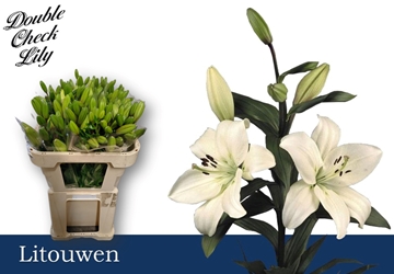 Lilium La Litouwen 70cm 2/4bl
