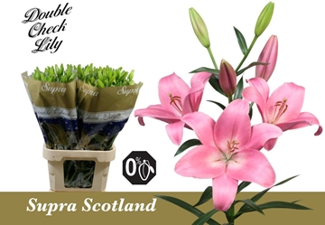 Lilium La Scotland 90cm 5/7bl