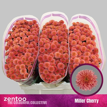 Chr S Miller Che Red
