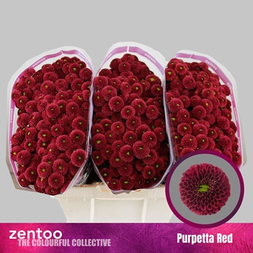 Chrysanthemum Santini Purpetta Red
