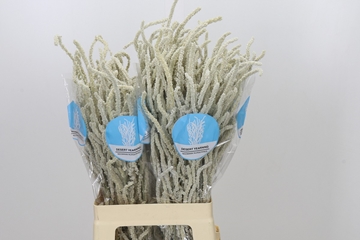 Amaranthus Upright Yearming Desert 70cm