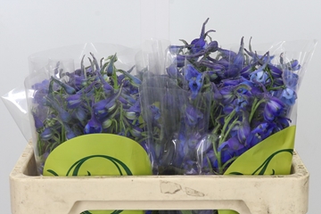 Delphinium Volkenrfrieden 50cm