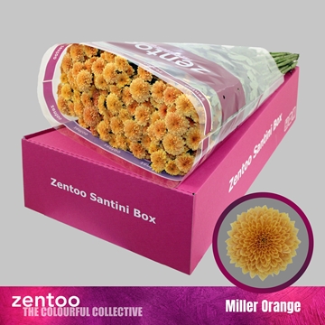 Chr S Miller Orange