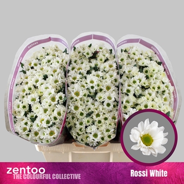 Chrysanthemum Santini Rossi White