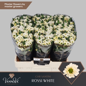 Chrysanthemum Santini Rossi White