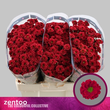 Chrysanthemum Santini Melissa Red