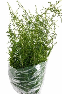 Asparagus Setaceus Green 100cm
