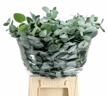 Eucalyptus Cinerea 50cm 200gram