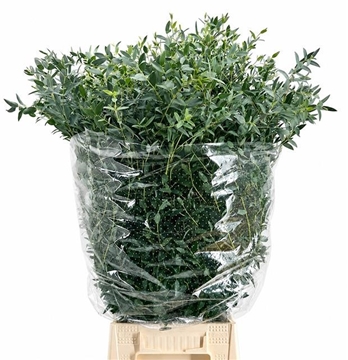 Eucalyptus Parvifolia 70cm 400gram