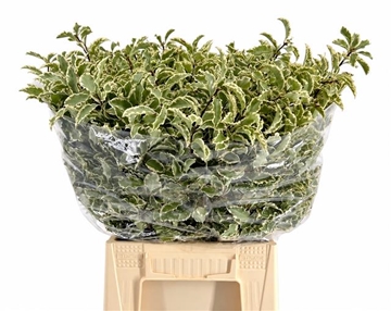 Pittosporum Per Bunch 150gram