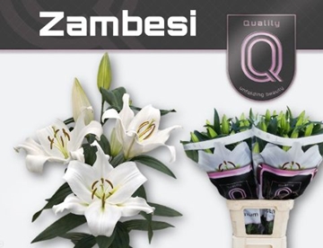 Lilium Ot Zambesi 90cm 4/5bl