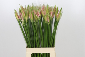Nerine Vesta K 70cm