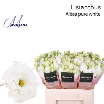 Lisianthus Double Alissa Pure White 60cm