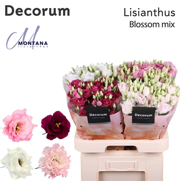 Lisianthus Double Mixed In Bucket 70cm