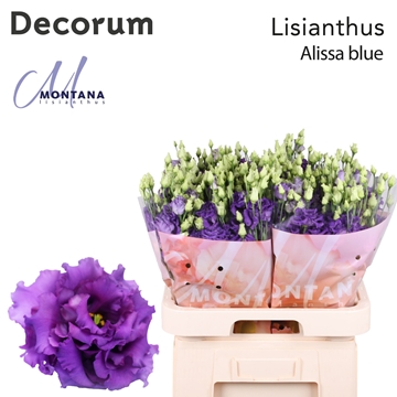 Lisianthus Double Alissa Blue 70cm