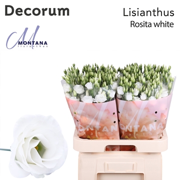 Lisianthus Double Rosita White 70cm