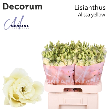 Lisianthus Double Alissa Yellow 70cm