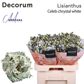 Lisianthus Double 70cm