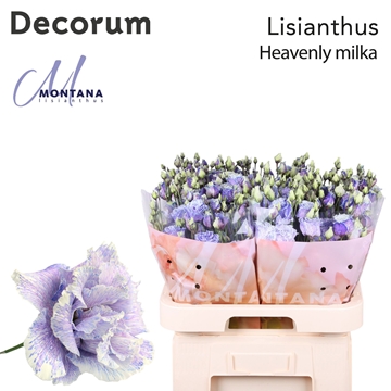 Lisianthus Double 70cm