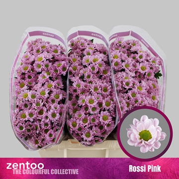Chrysanthemum Santini Rossi Pink