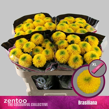 Chrys Single Brasiliana 70cm 85gram