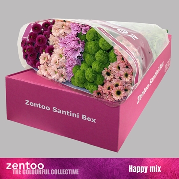 Chrysanthemum Santini Rainbow