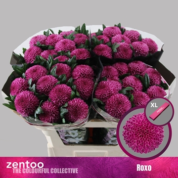 Chrys Single Roxo 70cm 85gram