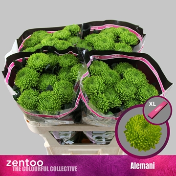 Chrys Single Alemani 70cm 100gram