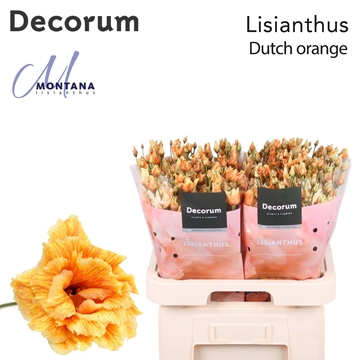 Lisianthus Double 70cm