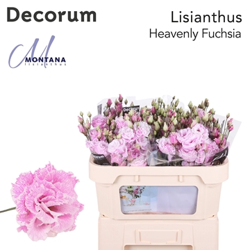 Lisianthus Double 70cm