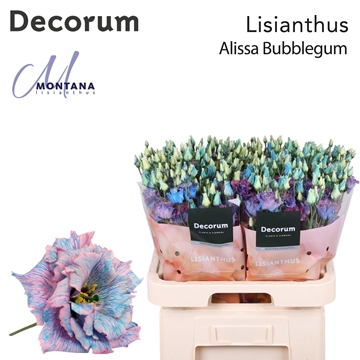 Lisianthus Double 70cm