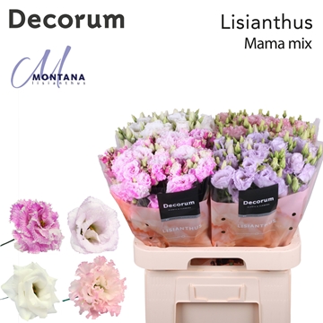 Lisianthus Double Mixed In Bucket 70cm