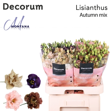 Lisianthus Double Mixed In Bucket 70cm