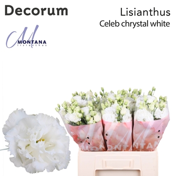 Lisianthus Double Chrystal White 60cm